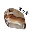 我が家のわがまま犬たち。（個別スタンプ：18）