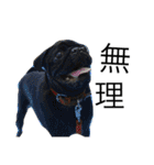 我が家のわがまま犬たち。（個別スタンプ：19）