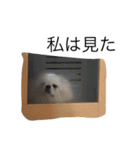 我が家のわがまま犬たち。（個別スタンプ：20）