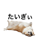 我が家のわがまま犬たち。（個別スタンプ：21）