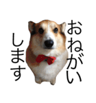 我が家のわがまま犬たち。（個別スタンプ：22）