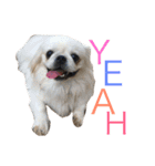 我が家のわがまま犬たち。（個別スタンプ：24）
