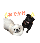 我が家のわがまま犬たち。（個別スタンプ：25）