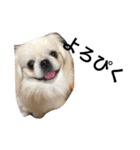 我が家のわがまま犬たち。（個別スタンプ：27）
