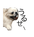 我が家のわがまま犬たち。（個別スタンプ：28）