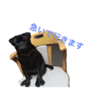 我が家のわがまま犬たち。（個別スタンプ：29）