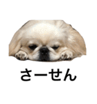 我が家のわがまま犬たち。（個別スタンプ：31）