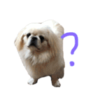 我が家のわがまま犬たち。（個別スタンプ：32）