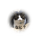 こたはな（個別スタンプ：1）
