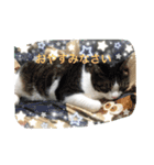 こたはな（個別スタンプ：4）
