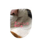 こたはな（個別スタンプ：5）