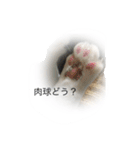 こたはな（個別スタンプ：16）
