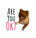 ハッピーの日常会話（個別スタンプ：11）