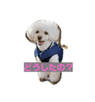 toypoodle-news（個別スタンプ：1）