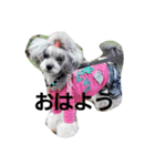 toypoodle-（個別スタンプ：1）