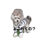 toypoodle-（個別スタンプ：4）