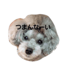 toypoodle-（個別スタンプ：5）