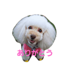 toypoodle-（個別スタンプ：6）