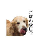 ゴールデンレトリバーのハーツ君（個別スタンプ：2）
