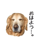 ゴールデンレトリバーのハーツ君（個別スタンプ：3）