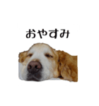 ゴールデンレトリバーのハーツ君（個別スタンプ：5）