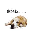 ゴールデンレトリバーのハーツ君（個別スタンプ：6）