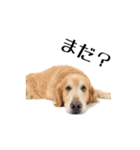 ゴールデンレトリバーのハーツ君（個別スタンプ：7）