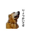 ゴールデンレトリバーのハーツ君（個別スタンプ：8）