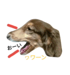 我が家のぷりんちゃん（個別スタンプ：17）