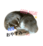 我が家のぷりんちゃん（個別スタンプ：32）