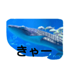 沖縄水族館（個別スタンプ：2）
