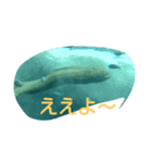 沖縄水族館（個別スタンプ：4）