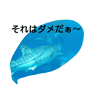 沖縄水族館（個別スタンプ：5）