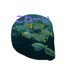 沖縄水族館（個別スタンプ：7）