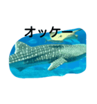 沖縄水族館（個別スタンプ：8）