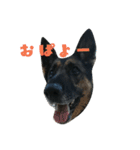 7いぬ、集合！（個別スタンプ：2）