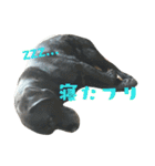 7いぬ、集合！（個別スタンプ：7）