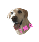 7いぬ、集合！（個別スタンプ：10）