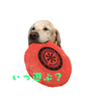 7いぬ、集合！（個別スタンプ：19）