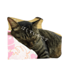 cat LOVE my home（個別スタンプ：2）