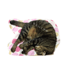 cat LOVE my home（個別スタンプ：4）