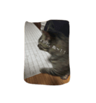 cat LOVE my home（個別スタンプ：5）