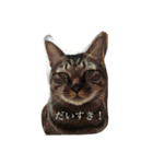 cat LOVE my home（個別スタンプ：7）