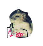 話すター(hamster)（個別スタンプ：2）