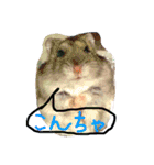 話すター(hamster)（個別スタンプ：4）