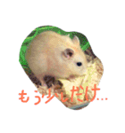 話すター(hamster)（個別スタンプ：6）