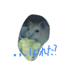 話すター(hamster)（個別スタンプ：7）
