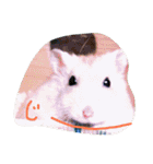話すター(hamster)（個別スタンプ：8）