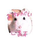 話すター(hamster)（個別スタンプ：9）