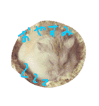 話すター(hamster)（個別スタンプ：10）